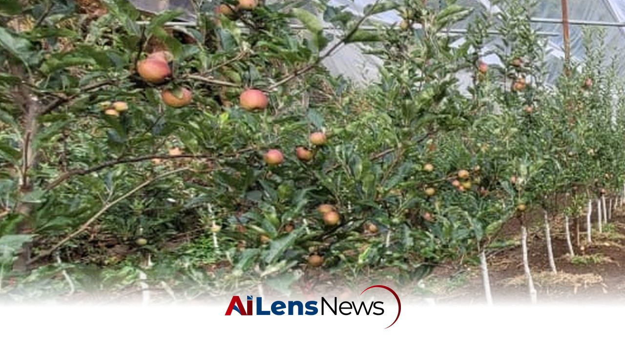 Horticulture University Issues Advisory for Apple Disease Management During Rainy Season