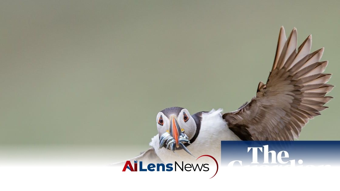 Week in wildlife: a froggy lunch, a surf-loving penguin and an ambitious treehopper