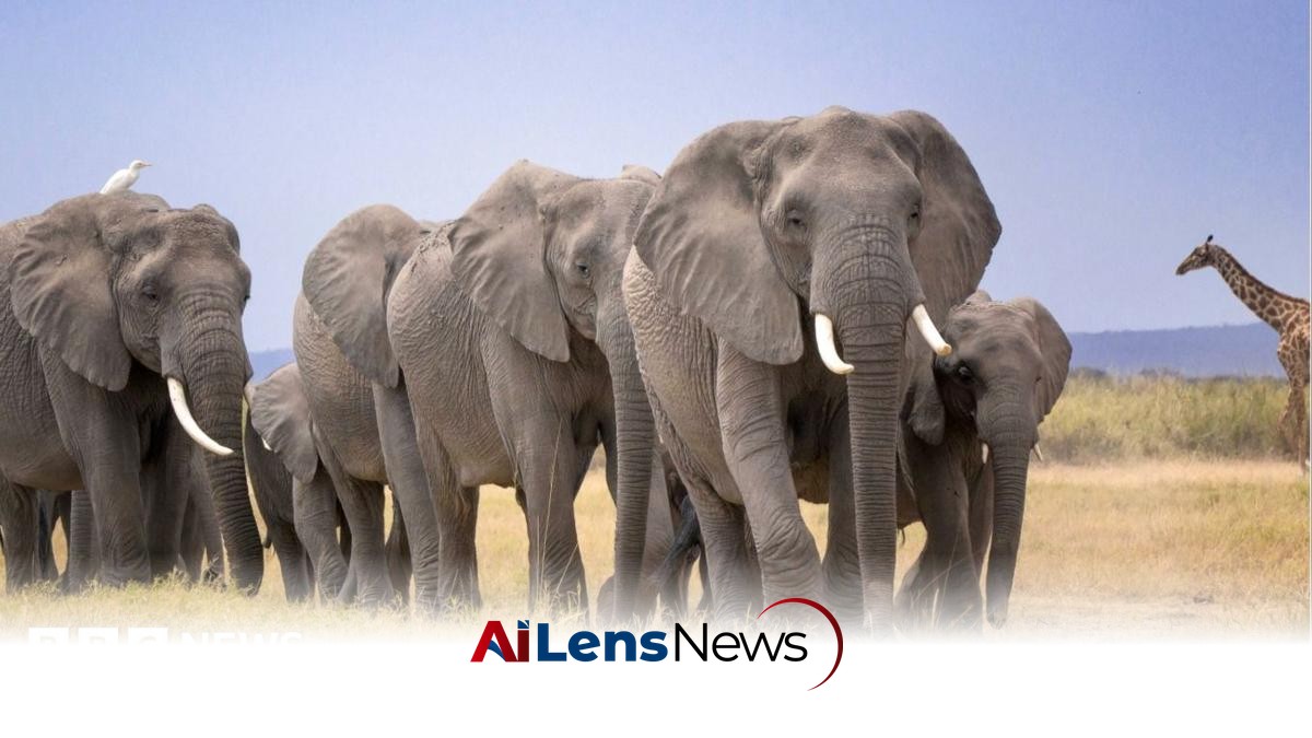Investigation Launched into Unexplained Deaths of 14 Elephants in Kenya