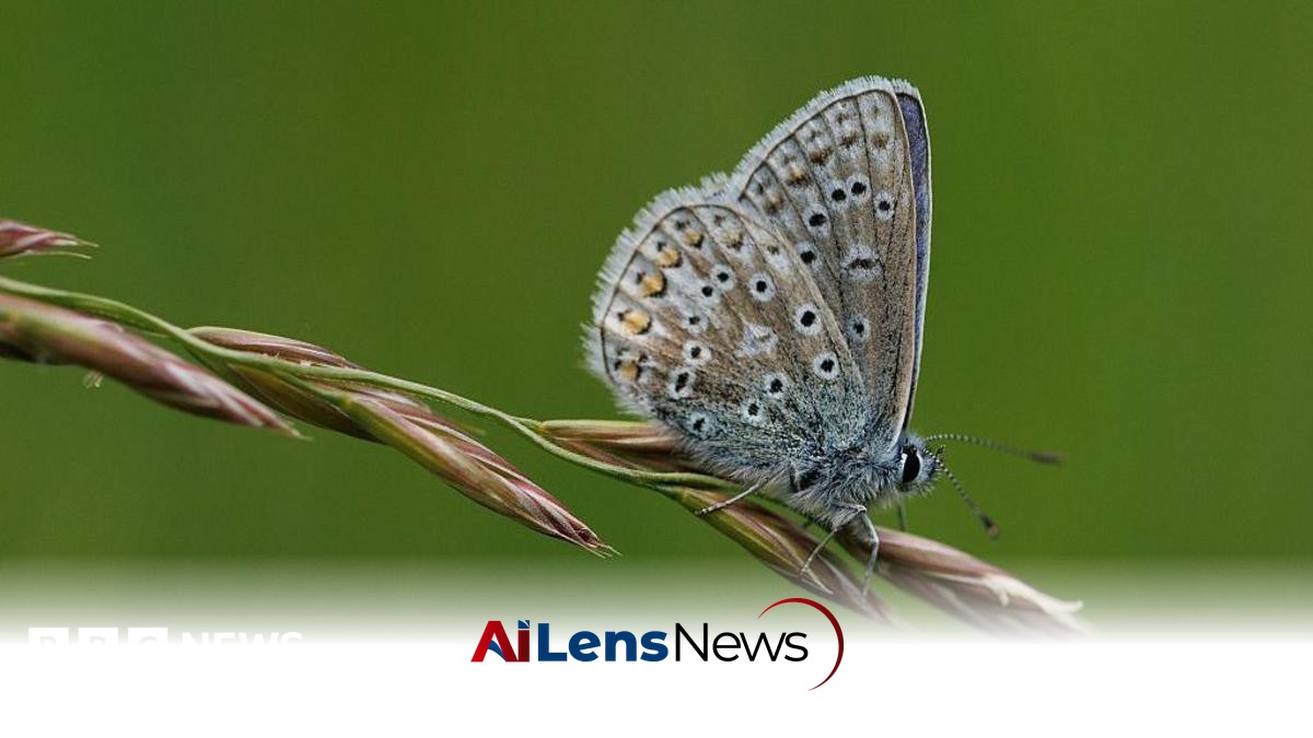 Residents Encouraged to Participate in Nationwide Butterfly Count