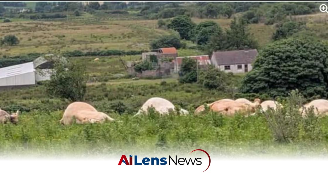 Mass Shooting of Cattle in Co Tyrone Sparks Outrage and Calls for Investigation