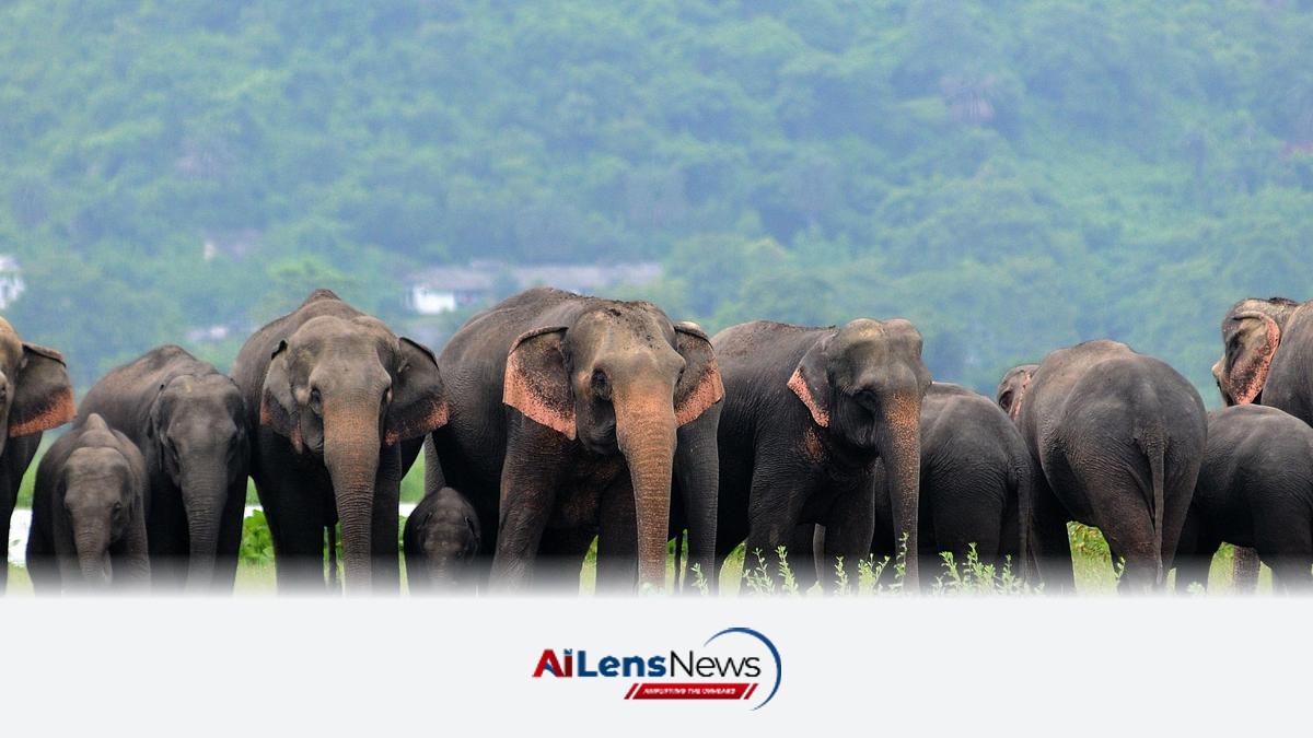 Assam's Innovative Project Aims to Restore Elephant Habitats Using Biochar