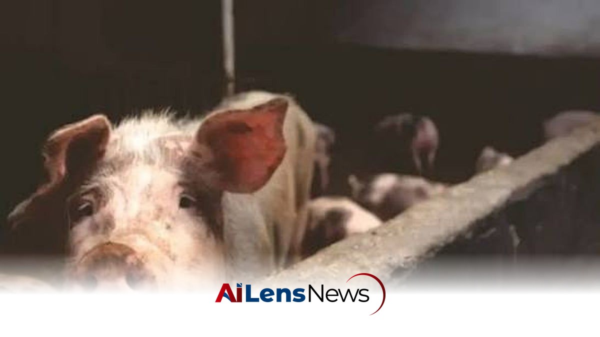 Tinsukia District Declares African Swine Fever Outbreak, Implements Culling and Trade Ban