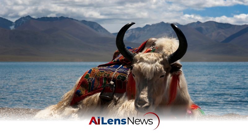 Scientists in Tibet Clone Yaks to Revive Endangered Species