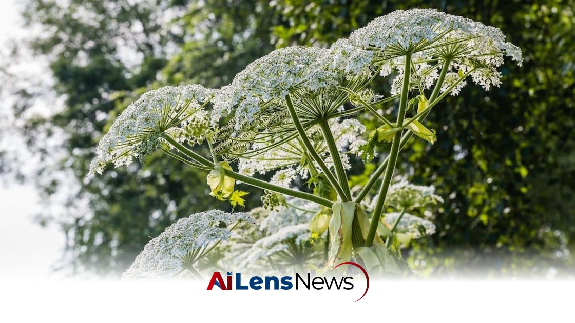 Giant Hogweed Crisis in Northern Ireland: Children Burned and Gardens Overrun