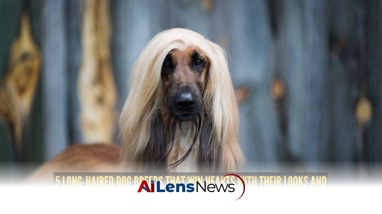 Discover 5 Long-Haired Dog Breeds That Capture Hearts