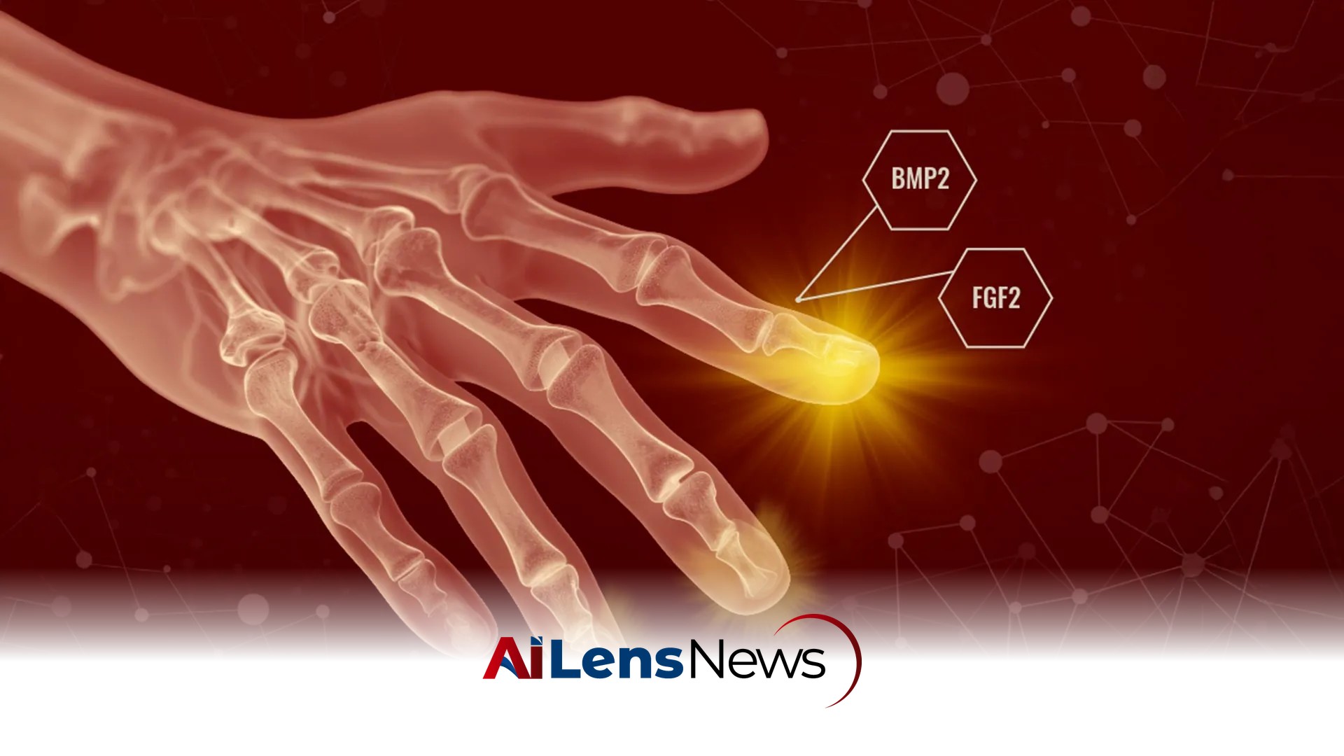 Humans May Have Hidden Regenerative Powers