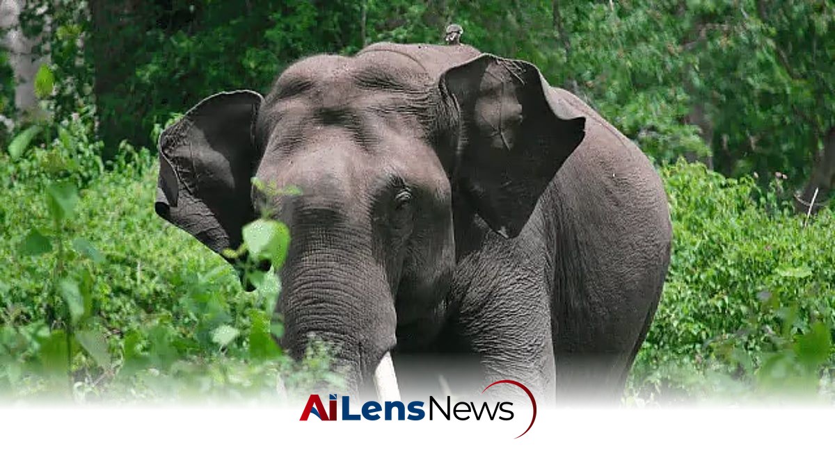 Wild Elephants Attack Liquor Truck at Guwahati Army Camp