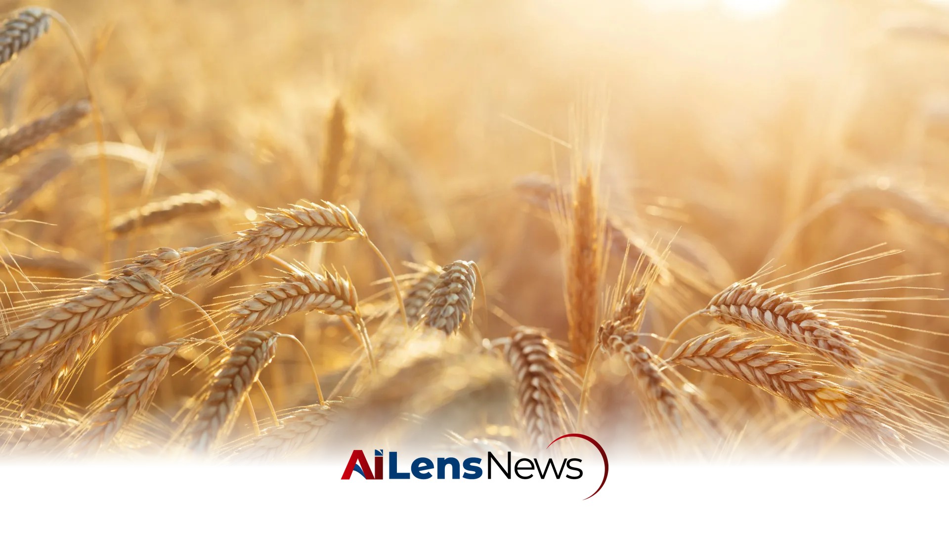 Scientists Solve a 30-Year Rye Pollen Mystery That Could Transform Cancer Research