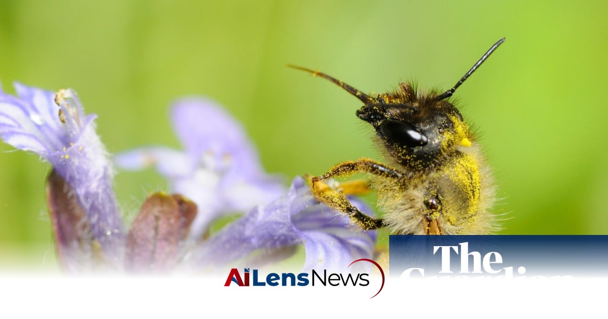 Specieswatch: How Heatwaves Impact Bees’ Fertility