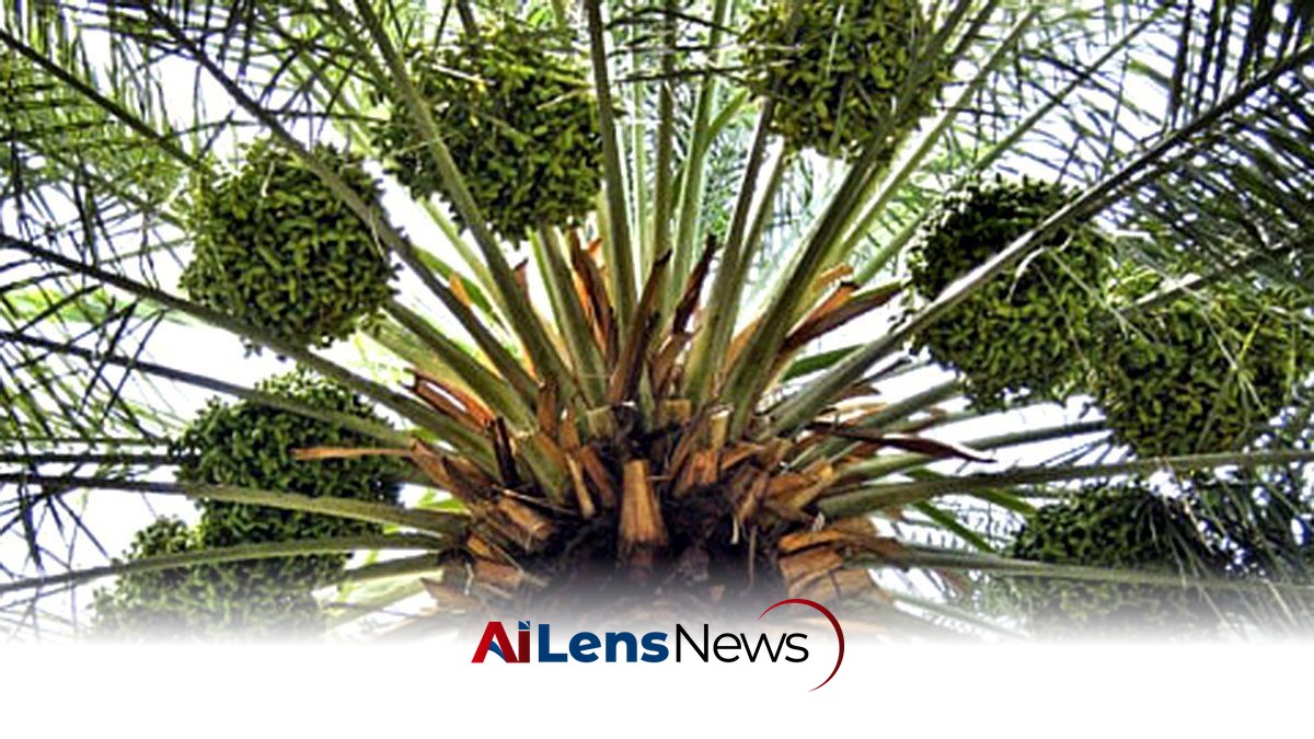 Innovative AI Solution Saves Date Palms from Red Palm Weevil in Abu Dhabi