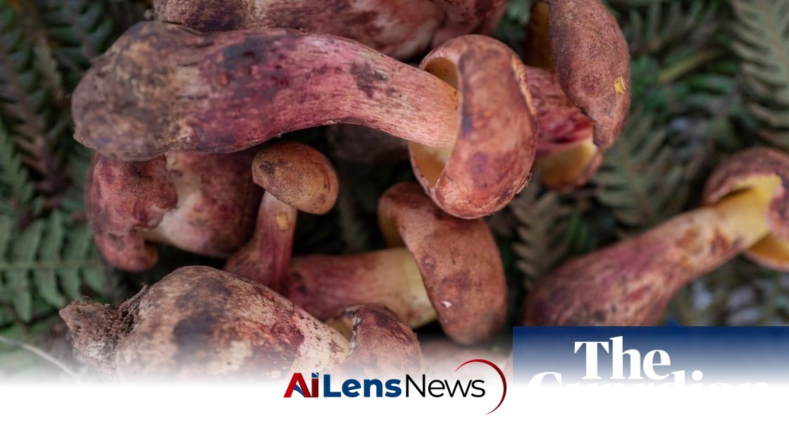 Caution Advised: The Hallucinogenic Effects of Lanmaoa asiatica Mushroom