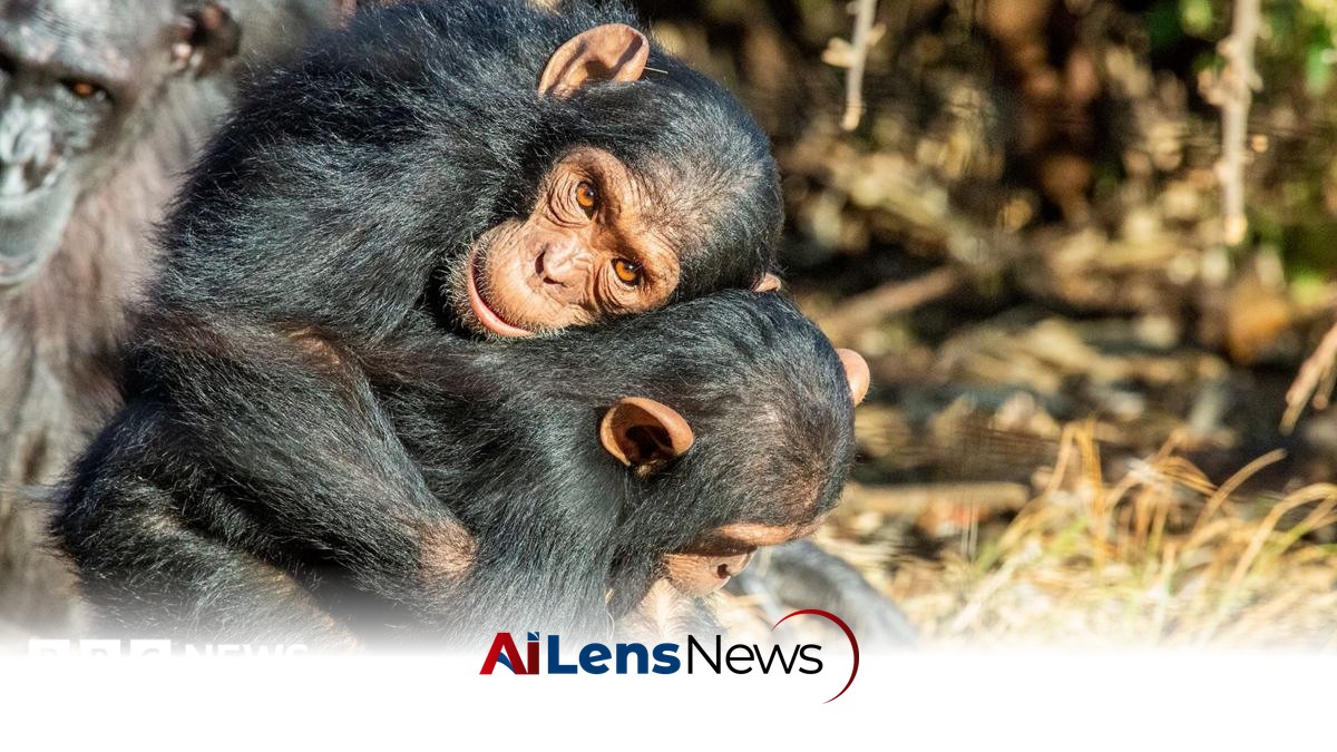 Great Apes Use Touch to Build Trust Before Conflicts, Study Reveals