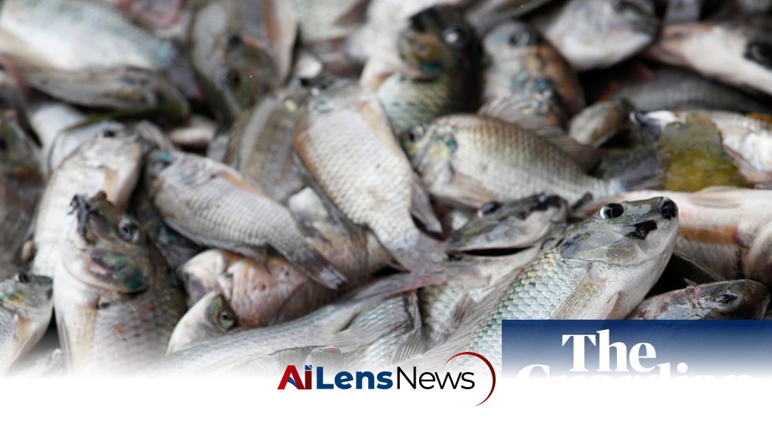 ‘They ate the shrimp, they even ate the crab’: Thai fishers count the cost of a voracious invader