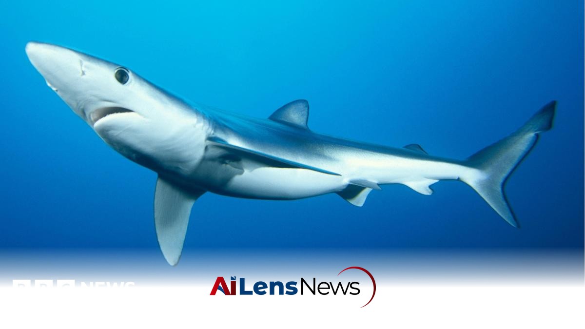 Funding Secured for Research on Endangered Shark Species in England