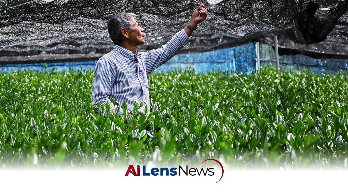 Assam Estate Sells India’s First Matcha Tea