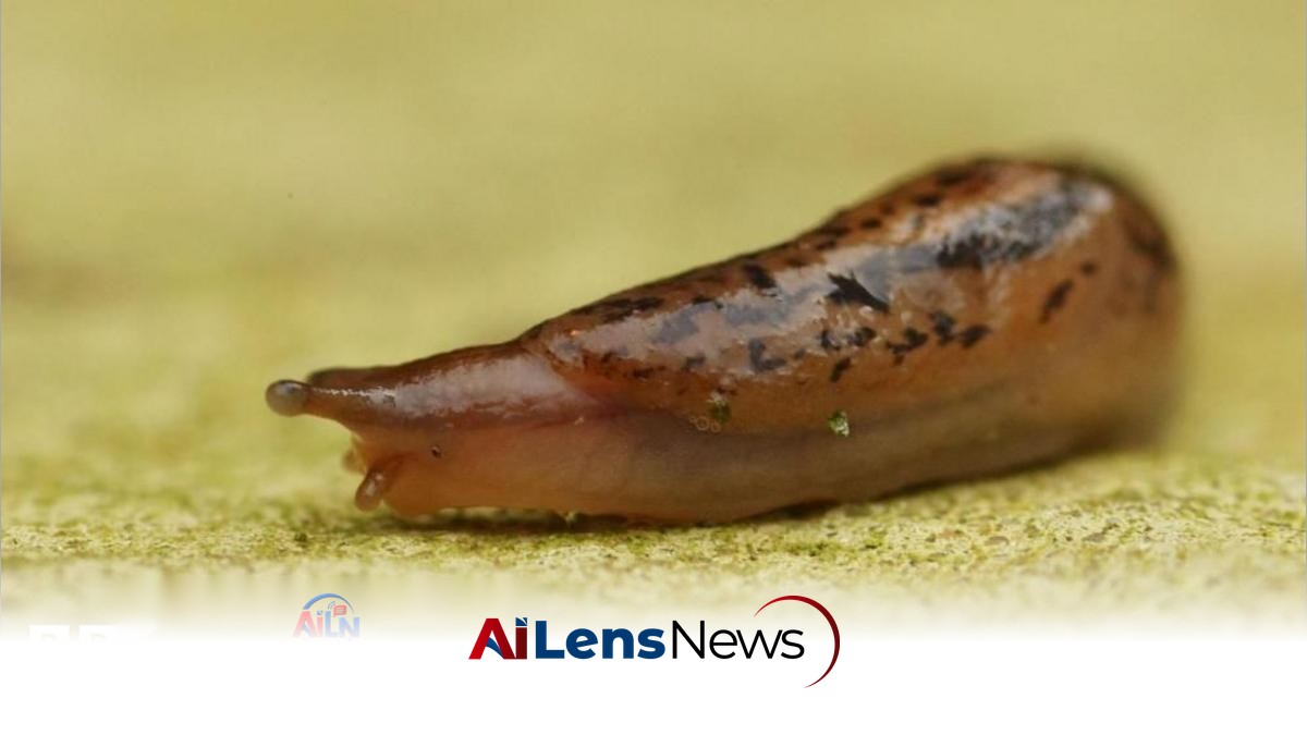 Slug Sleuths on the Trail of Gorging Gastropods