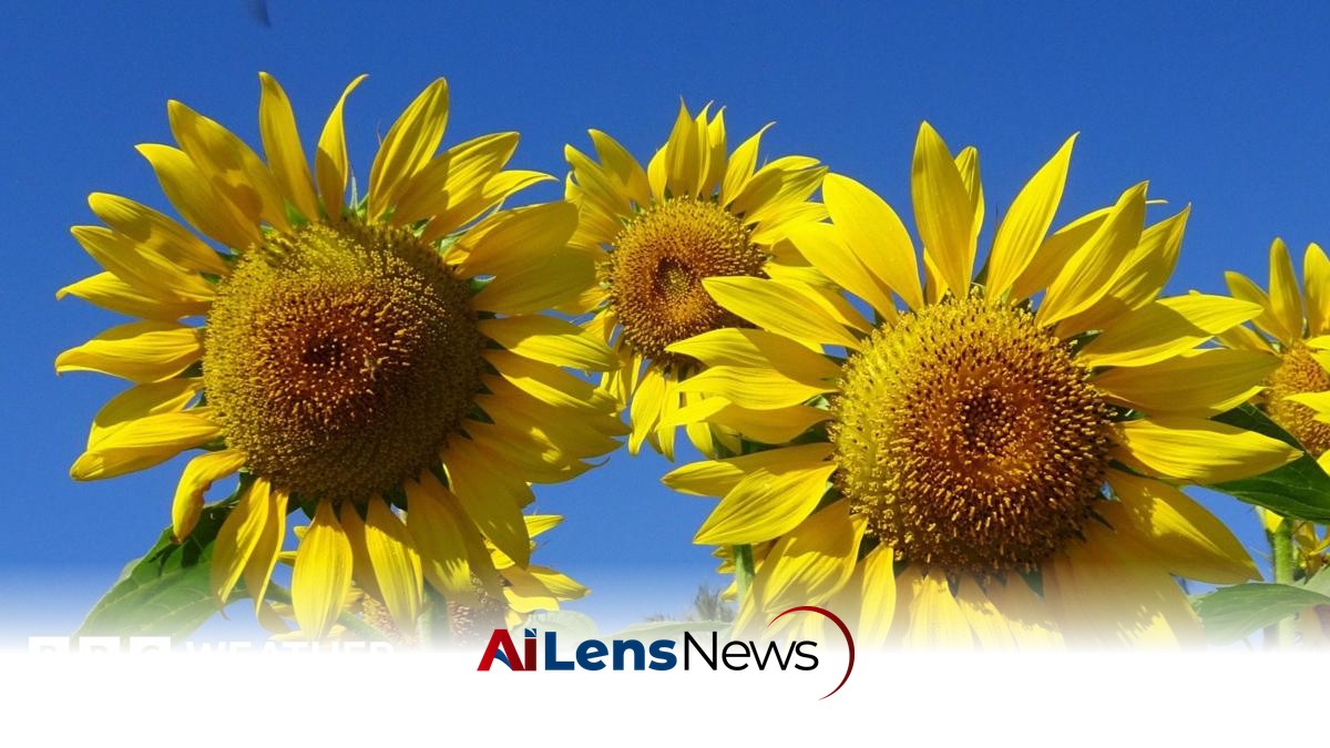 UK Heatwave Brings Record Sunshine and High Temperatures