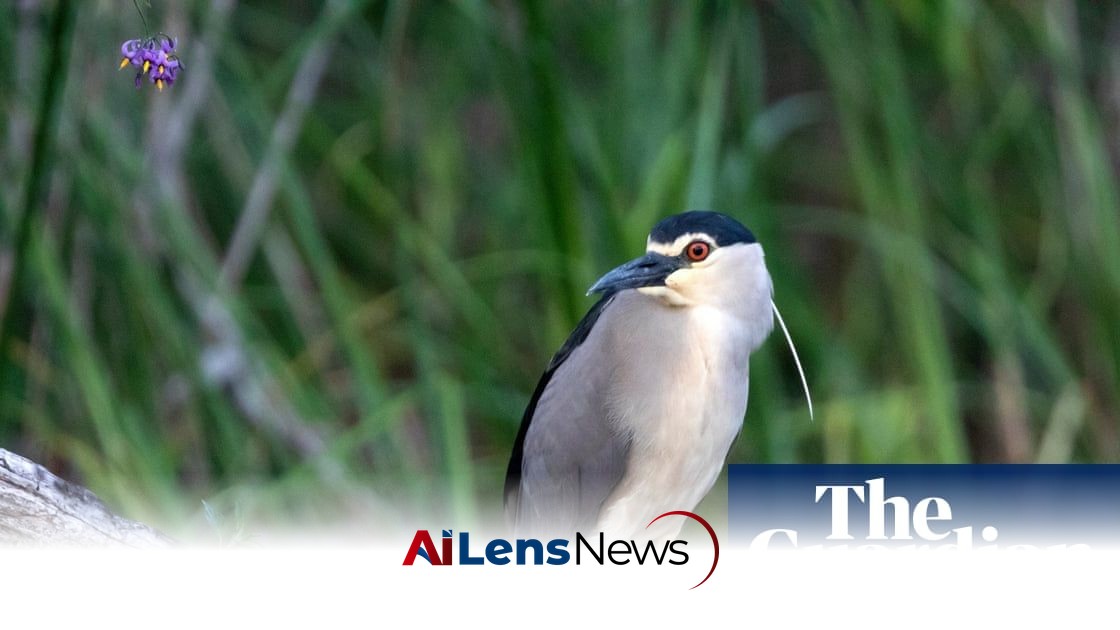 Rare Black-Crowned Night Heron Spotted at Holnicote Estate in Somerset
