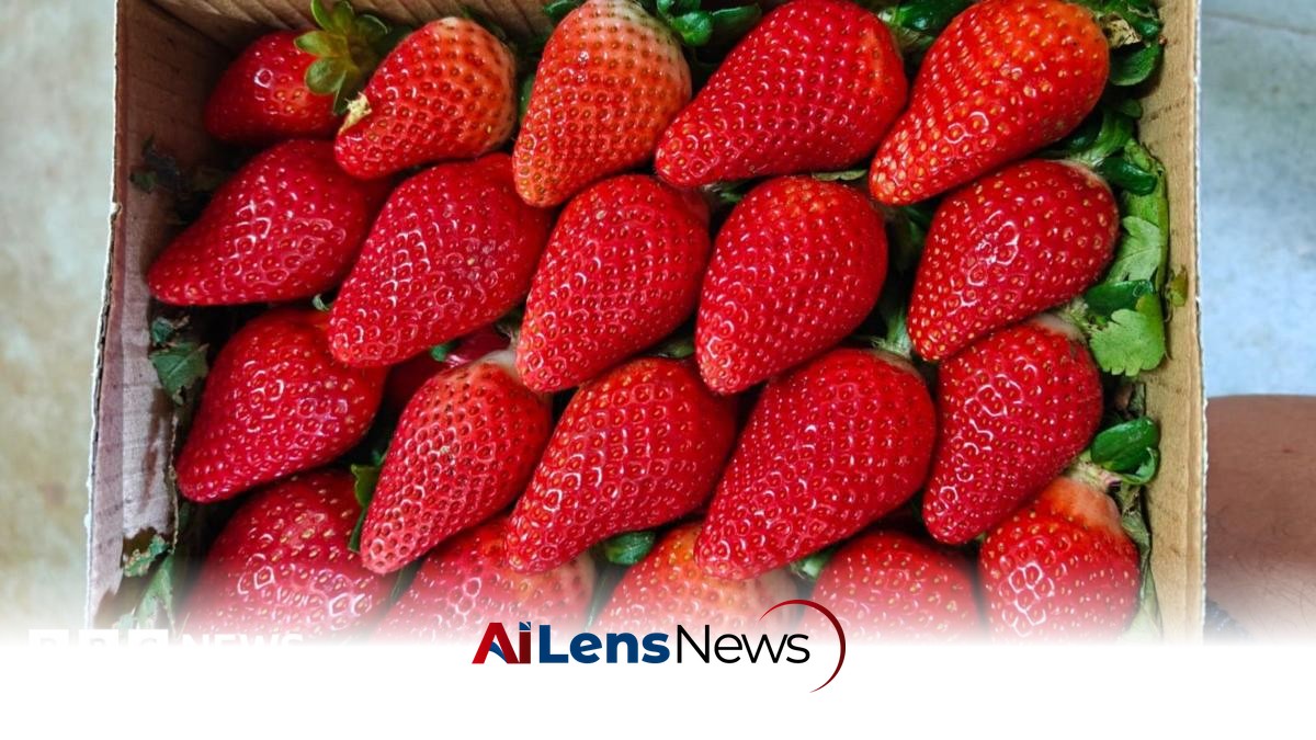 India's Ambition to Cultivate Indigenous Strawberries