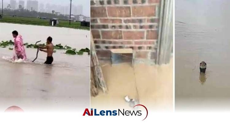 Flooding in China brings hundreds of venomous snakes and crocodiles into populated areas
