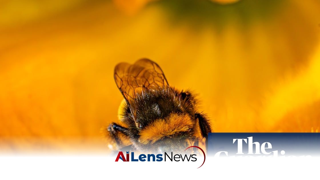 Defra Breached Law Allowing Use of Bee-Killing Pesticide