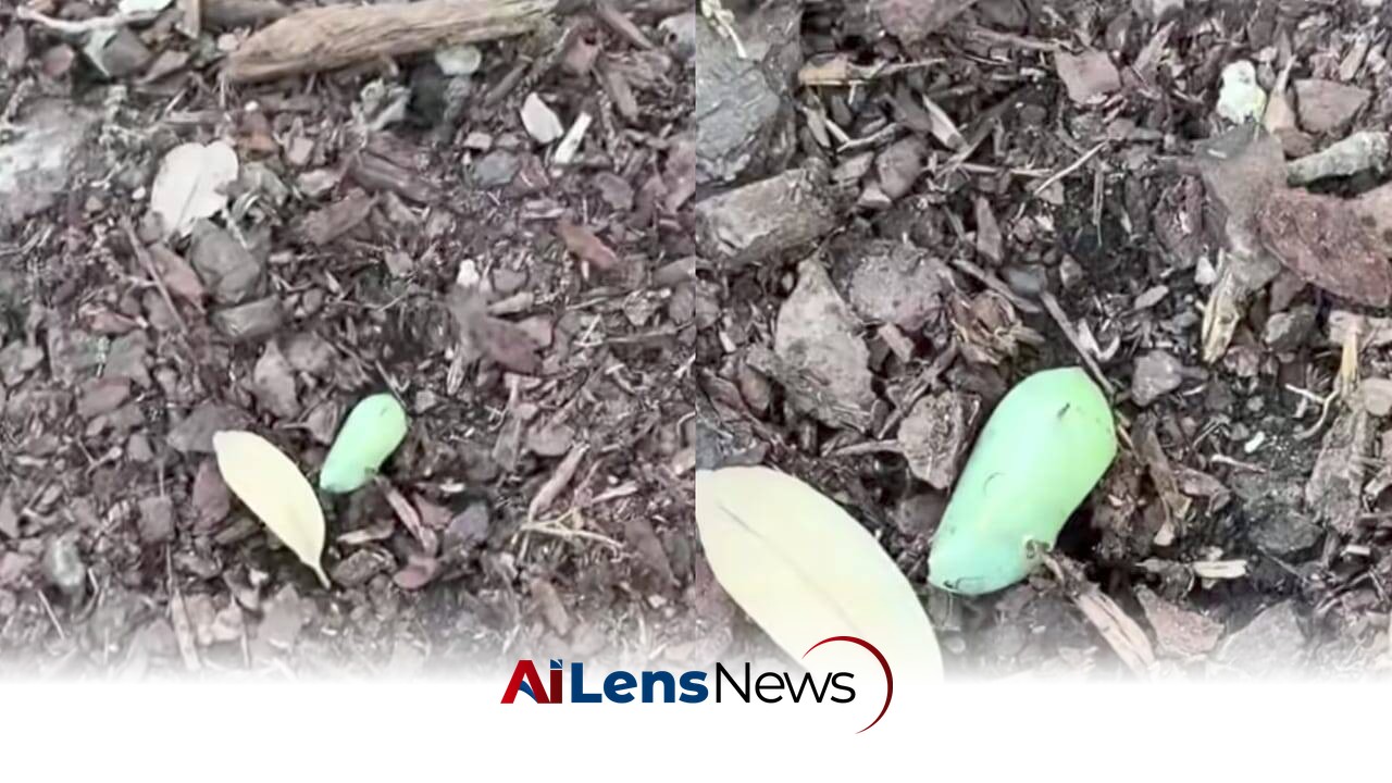 Woman Spots a Strange Green Lump in Her Garden—What She Discovers Next Leaves Nature Lovers Amazed
