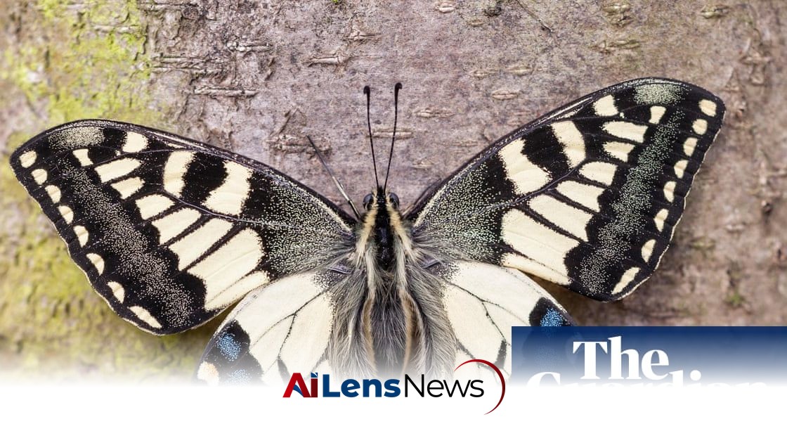 British swallowtail split from European cousins much earlier than thought, study finds