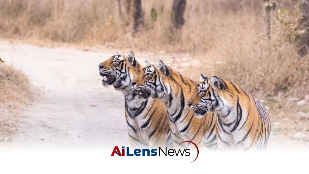 India Celebrates Global Tiger Day, Proud of 70% of World's Tiger Population