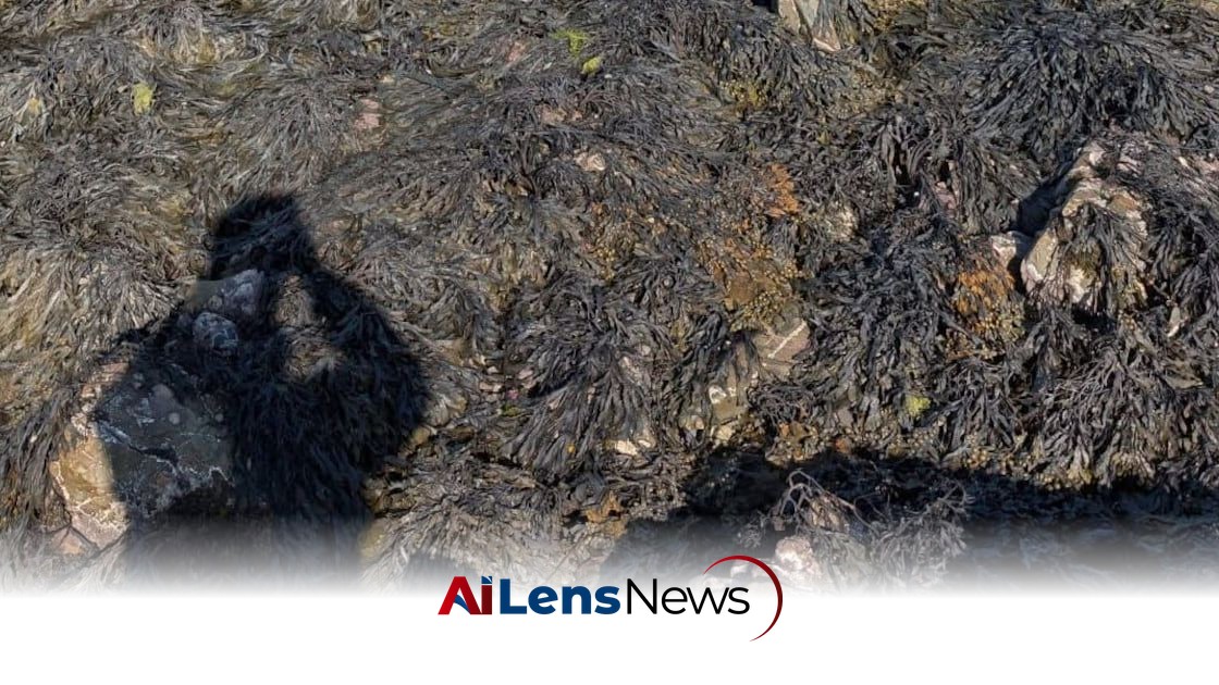 Teenage Girls and Dachshund Rescued from Sea Off Co Down Coast