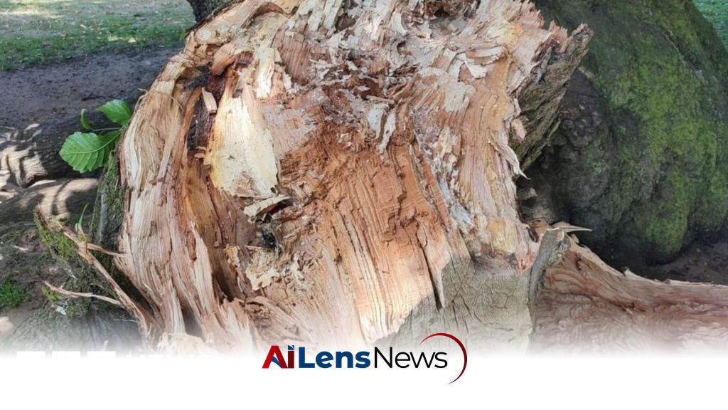 The Impact of Heatwaves on Tree Stability: A Scientific Inquiry