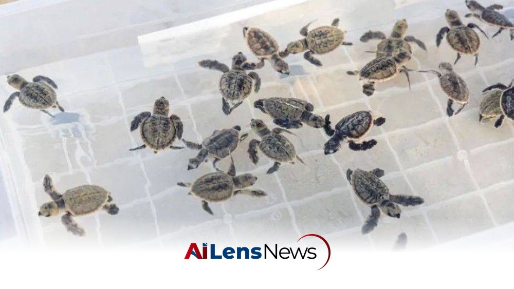 MoECC Concludes 2026 Hawksbill Sea Turtle Nesting Season