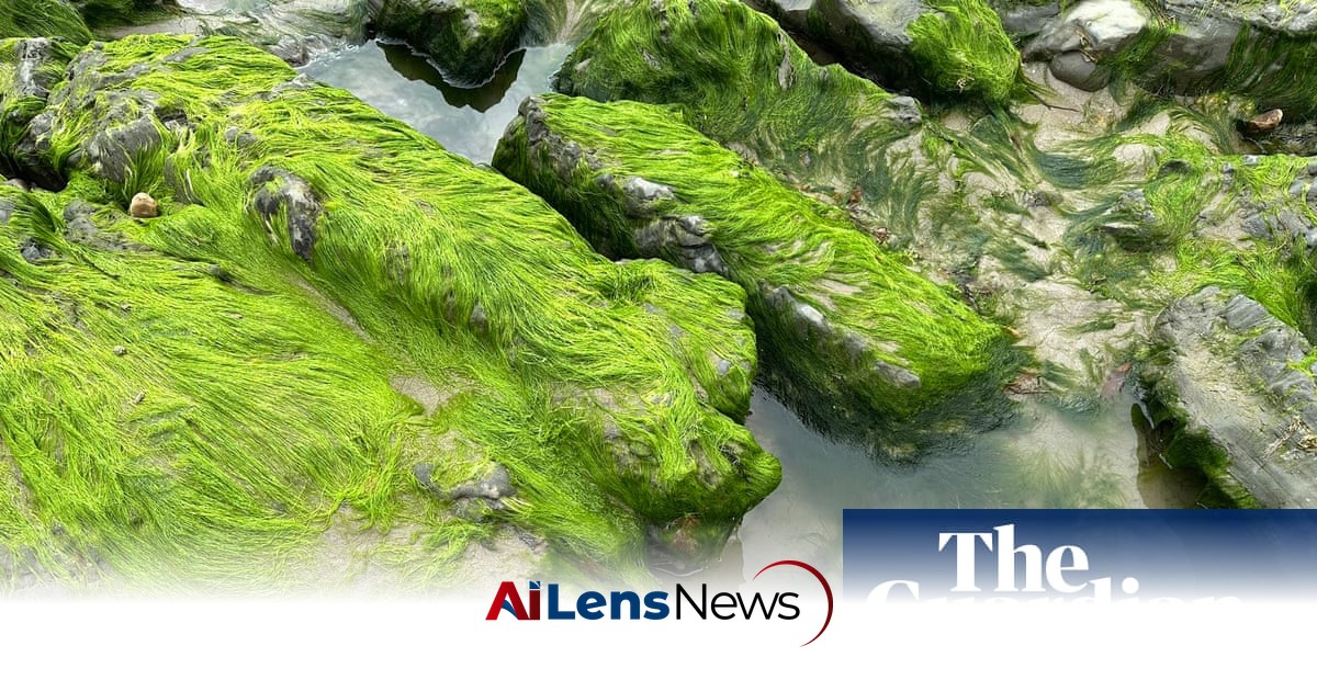 Country Diary: A Story of Water Pollution, Told in Seaweed
