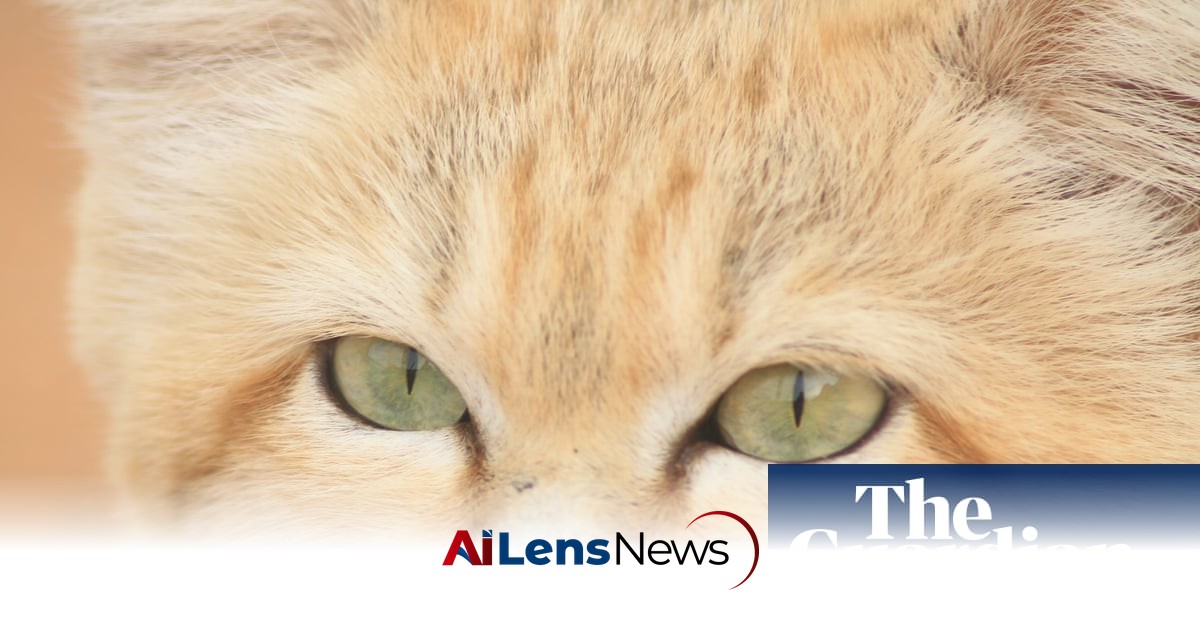 ‘No one believed it’: how a YouTube video accidentally proved Libya’s sand cat really does exist