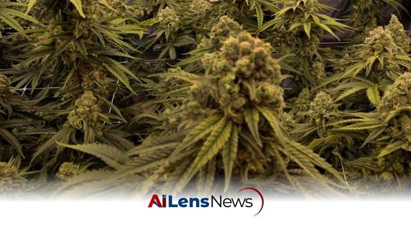 Himachal Pradesh Launches Comprehensive Framework for Industrial Hemp Economy