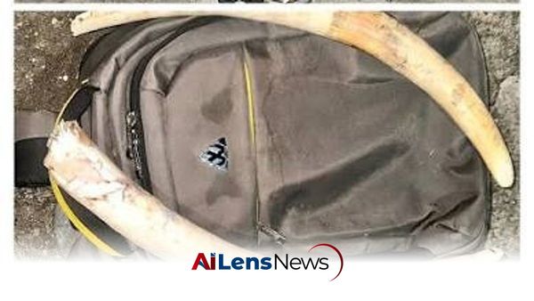 Two Arrested in Guwahati for Smuggling 10 kg of Elephant Ivory