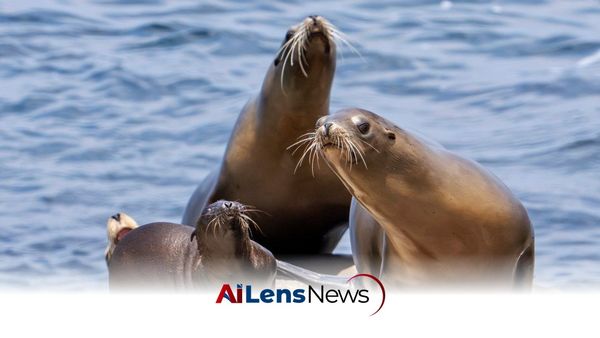 Federal Investigation Launched After Man Kicks Sea Lion on California Beach